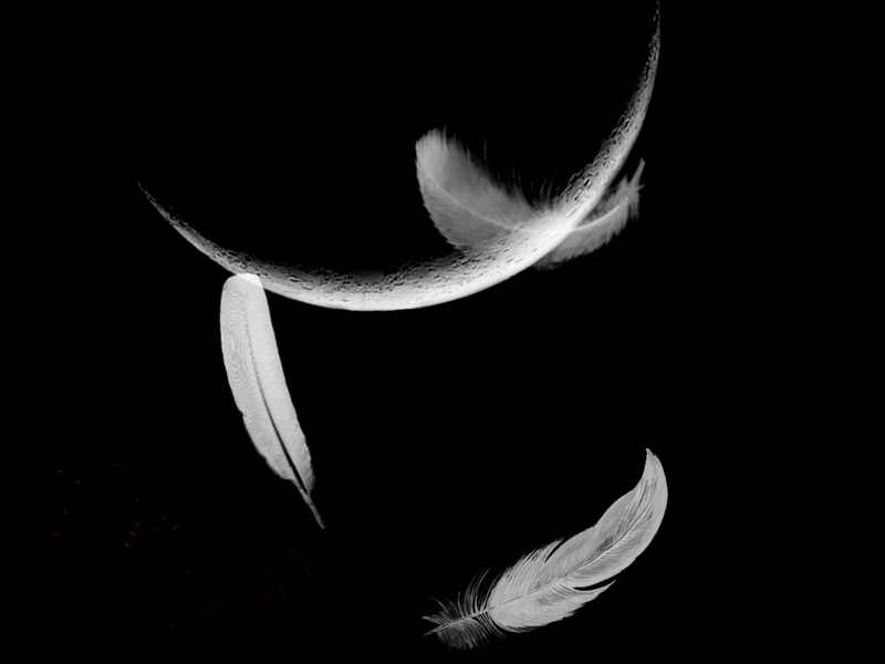 http://www.aduckinherpond.com/2012/05/wings-26/